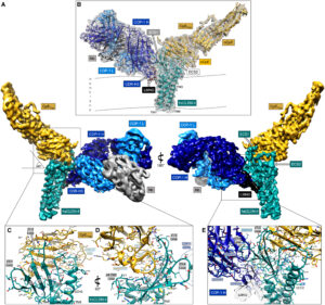 Cryo-EM structures of Clostridium perfringens enterotoxin bound to its human receptor, claudin-4