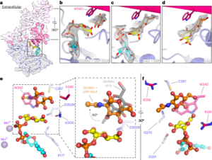 Structural insights into translocation and tailored synthesis of hyaluronan