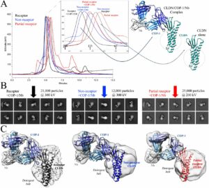 Biophysical Basis of Paracellular Barrier Modulation by a Pan-Claudin-Binding Molecule