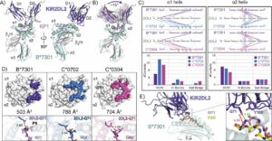 Molecular characterization of the archaic HLA-B*73:01 allele reveals presentation of a unique peptidome and skewed engagement by KIR2DL2