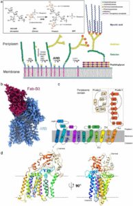 Structural insights into terminal arabinosylation biosynthesis of the mycobacterial cell wall arabinan