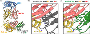 Engineered protein G variants for multifunctional antibody-based assemblies