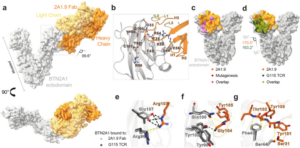 Mapping the extracellular molecular architecture of the pAg-signaling complex with α-Butyrophilin antibodies