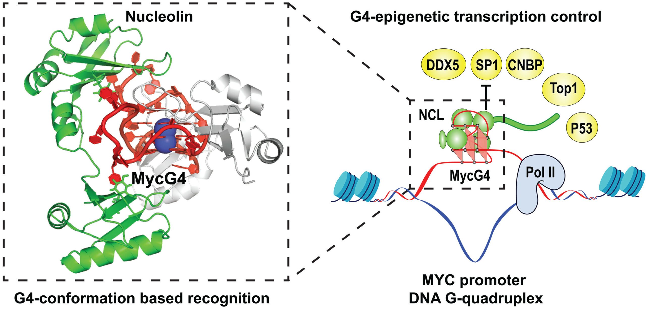 Structural basis for nucleolin recognition of MYC promoter G-quadruplex