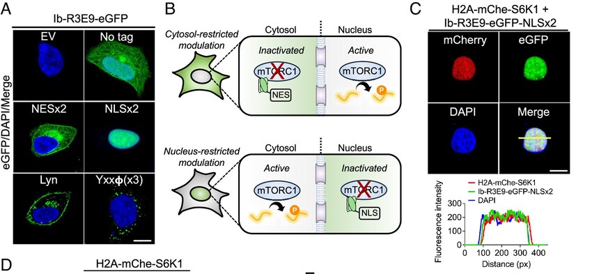 Conformation-specific synthetic intrabodies modulate mTOR signaling with subcellular spatial resolution