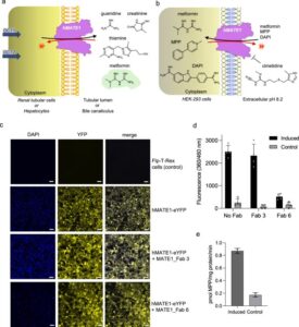 Structural basis of drug recognition by human MATE1 transporter