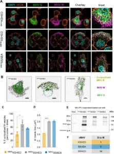 An unconventional HxD motif orchestrates coatomer-dependent coronavirus morphogenesis