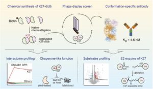 Conformation-specific Antibody Deciphers K27-linked Ubiquitination in Chaperone-Mediated Proteostasis